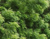 Organic Neem Oil Органик эфирное Масло Ним 100% натуральное холодного отжима, Австралия