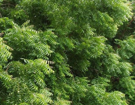 Organic Neem Oil Органик эфирное Масло Ним 100% натуральное холодного отжима, Австралия