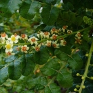 Frankincense Oil Эфирное Масло Ладана (Мирта) 100% натуральное, Австралия