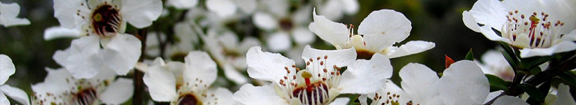 tree manuka дикий куст манука